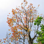 Đường đá cổ Pavi - Bước chân trên mây mùa 3